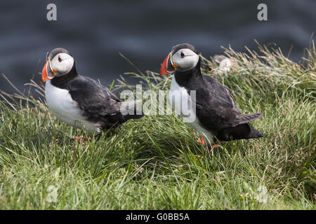 Papageitaucher (Fratercula Arctica), Insel Papey Stockfoto