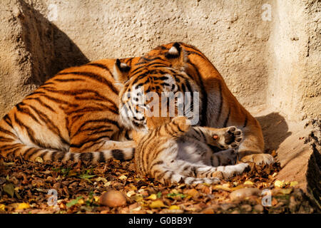 Die Tiger-Mama im Zoo mit ihrem Tiger Cub - sonnige Foto Stockfoto