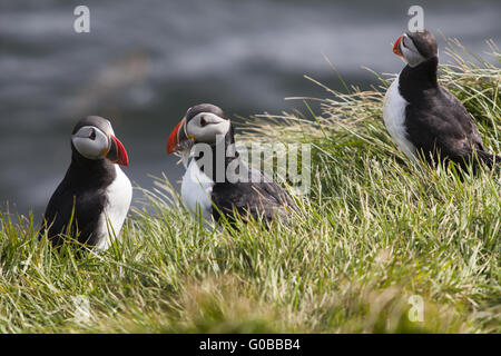 Papageitaucher (Fratercula Arctica), Insel Papey Stockfoto