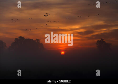 Migrieren von Gänsen Havelluch, Brandenburg, Deutschland Stockfoto