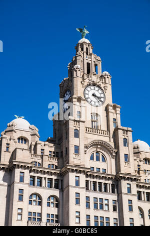 Royal Liver Building, Liverpool, Merseyside, England, Vereinigtes Königreich Stockfoto