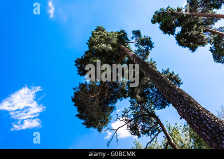 Krone von hohen Kiefern gegen den blauen Himmel Stockfoto