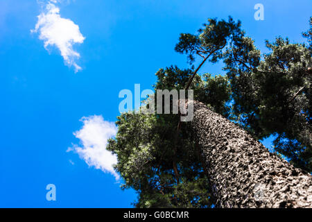 Krone von hohen Kiefern gegen den blauen Himmel Stockfoto