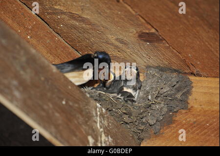 Schwalbe-Nest mit Küken am Steinhuder Meer, Deutsch Stockfoto