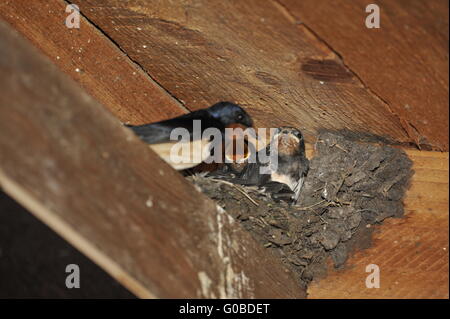 Schwalbe-Nest mit Küken am Steinhuder Meer, Deutsch Stockfoto