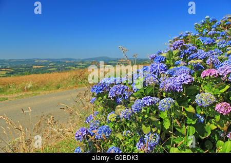 blühende Hortensia in der Bretagne Stockfoto