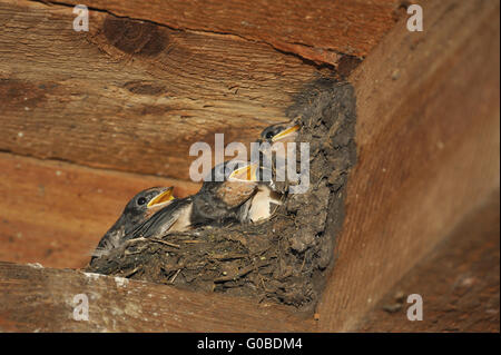 Schwalbe-Nest mit Küken am Steinhuder Meer, Deutsch Stockfoto