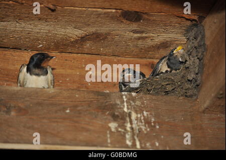 Schwalbe-Nest mit Küken am Steinhuder Meer, Deutsch Stockfoto