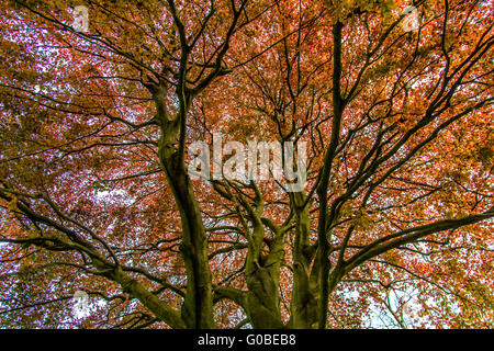 Große Kupfer-Buche, Fagus Sylvatica, Deutschland Stockfoto