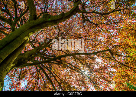 Große Kupfer-Buche, Fagus Sylvatica, Deutschland Stockfoto
