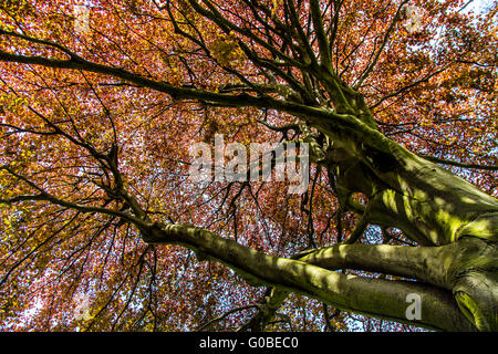Große Kupfer-Buche, Fagus Sylvatica, Deutschland Stockfoto