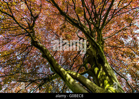 Große Kupfer-Buche, Fagus Sylvatica, Deutschland Stockfoto