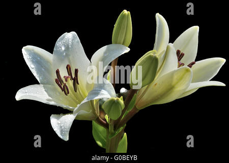 Zwei Blüten der weißen Lilie mit Tröpfchen von Wasser i Stockfoto