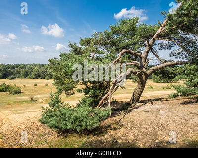 Alten Pinie Stockfoto