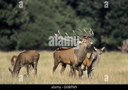 Brüllend Rotwild Hirsch, Hinds und Kalb Stockfoto