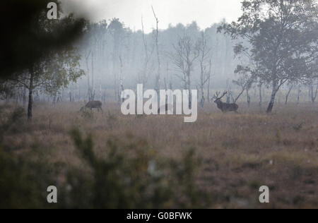 Red Deer Hart und Hinds in einem Moor Wiese Stockfoto