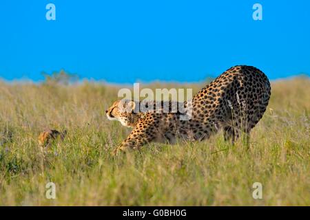 Geparden (Acinonyx jubatus), 1 Schlaf und die anderen Stretching, im hohen Gras, Addo Nationalpark, Eastern Cape, Südafrika, Afrika Stockfoto