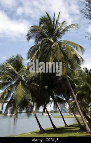 Palmen am Ufer in Singapur Stockfoto