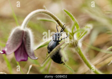 Nahaufnahme Foto von einer Chafter auf die lila Blume Stockfoto