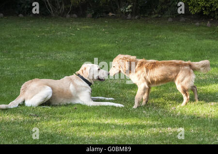 Zwei freundliche Hunde auf grass im Haus Garten Stockfoto