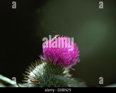 lila Distel mit grünen Spitzen und Marienkäfer Stockfoto