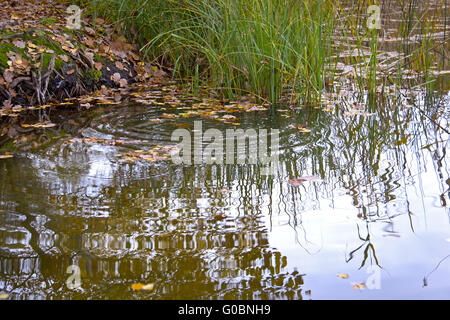 Herbst im Wald an einem kleinen See Stockfoto