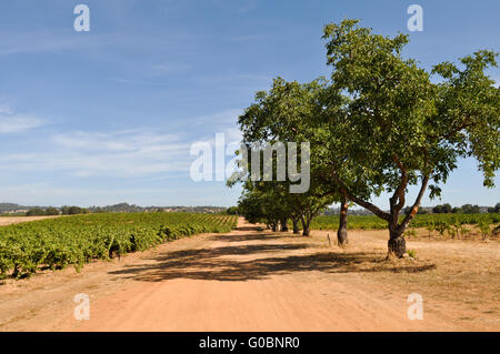 California Traube Weinberg in den Vereinigten Staaten Stockfoto