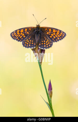 Heide fritillary Stockfoto