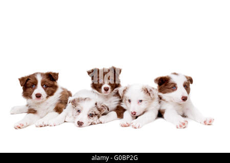 Gruppe von fünf Border-Collie-Welpen Stockfoto