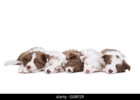 Fünf Border-Collie-Welpen in einer Reihe Stockfoto