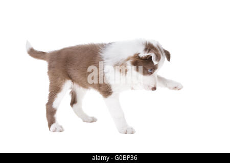 Border Collie Welpen Hund vor einem weißen Hintergrund Stockfoto