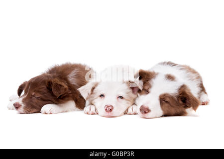 drei schlafen Border-Collie-Welpen in einer Reihe Stockfoto