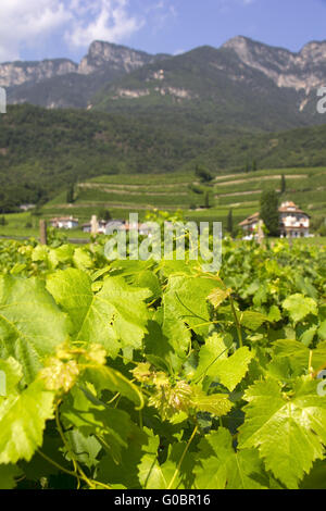 Weingut in Kaltern, Caladaro, Südtirol Stockfoto