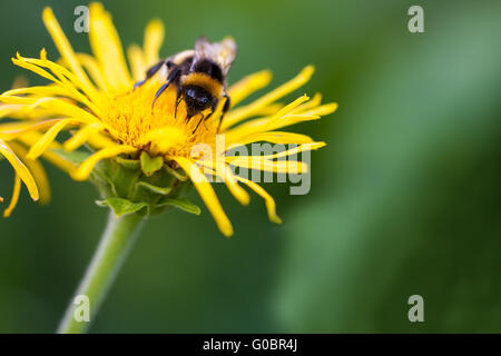 Biene auf der Blume Stockfoto