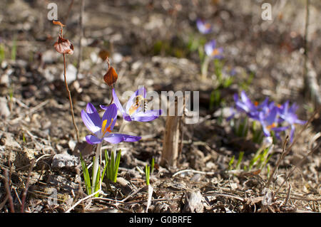 Biene auf Krokus Blüte Stockfoto