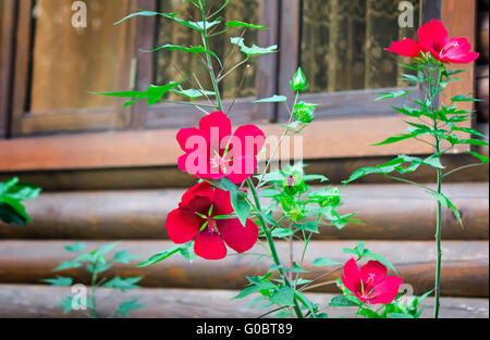 Rote Blumen im Vorgarten in der Nähe des Hauses. Stockfoto