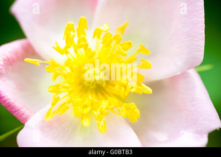 Blass rosa rose Blume Stockfoto