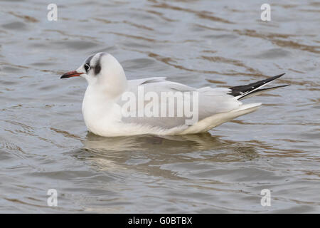 Nahaufnahme der Möwe im Wasser schwimmen. Stockfoto