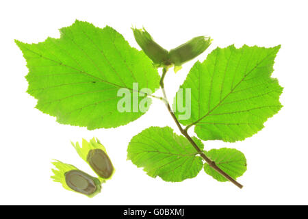 Kleiner Zweig des Baumes Hasel (Corylus Avellana) Stockfoto