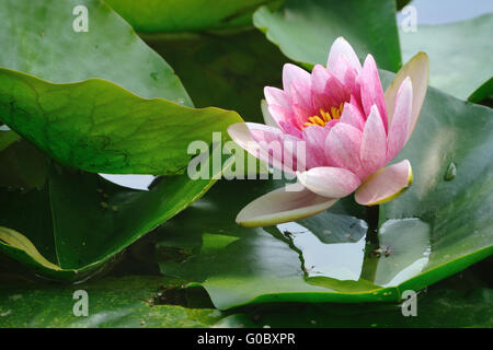 frische riesige rosa Lotusblüte in japanischen Teich unter den grünen Blättern Stockfoto