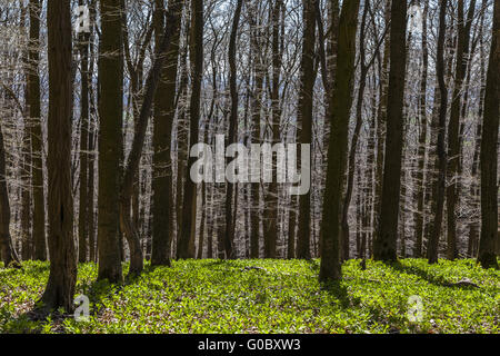 Wald mit Mercurialis Perennis Werk, Deutschland Stockfoto