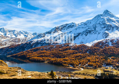 Atemberaubende Aussicht auf die Silser See und die Schweizer Alpen einschließlich der Spitze Da La Margna im Oberengadin mit goldenen Bäumen im Herbst, Stockfoto