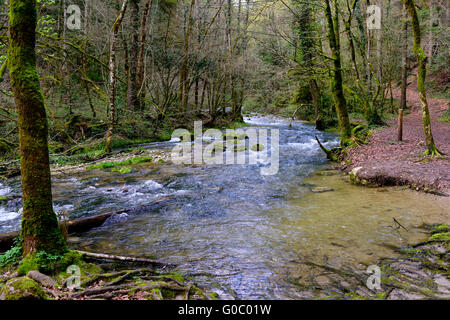 Kleiner Gebirgsbach (L'Allondon) zwischen den Bäumen im zeitigen Frühjahr, nahe Chevry, Frankreich Stockfoto