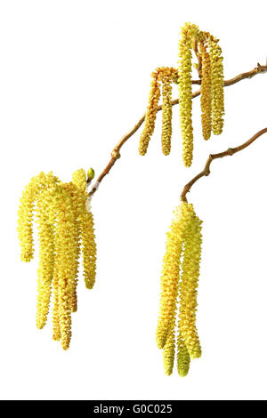 blühende Hasel Stockfoto
