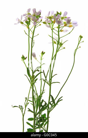 Kuckuck Blume (Cardamine Pratensis) Stockfoto