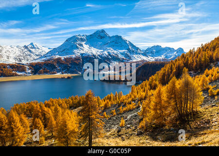 Atemberaubende Aussicht auf die Silser See und Piz da la Margna Swiss Alpen im Oberengadin mit goldenen Bäumen im Herbst, Kanton Graubünden Stockfoto