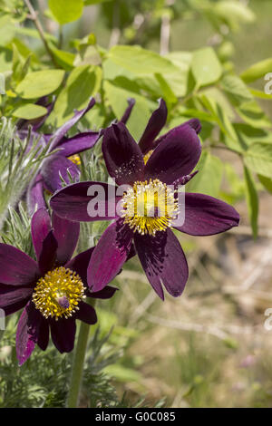 Pulsatilla Turczaninovii, sibirische Kuhschelle Stockfoto