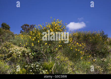 Spartium Junceum, spanische Ginster auf Elba, Italien Stockfoto