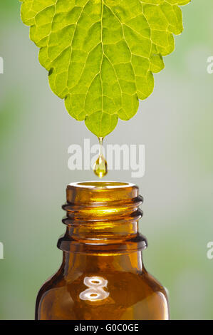 Drop der Heilpflanze fällt in medizinische Flasche Stockfoto