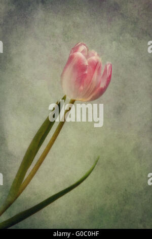 Tulpe rose Stockfoto